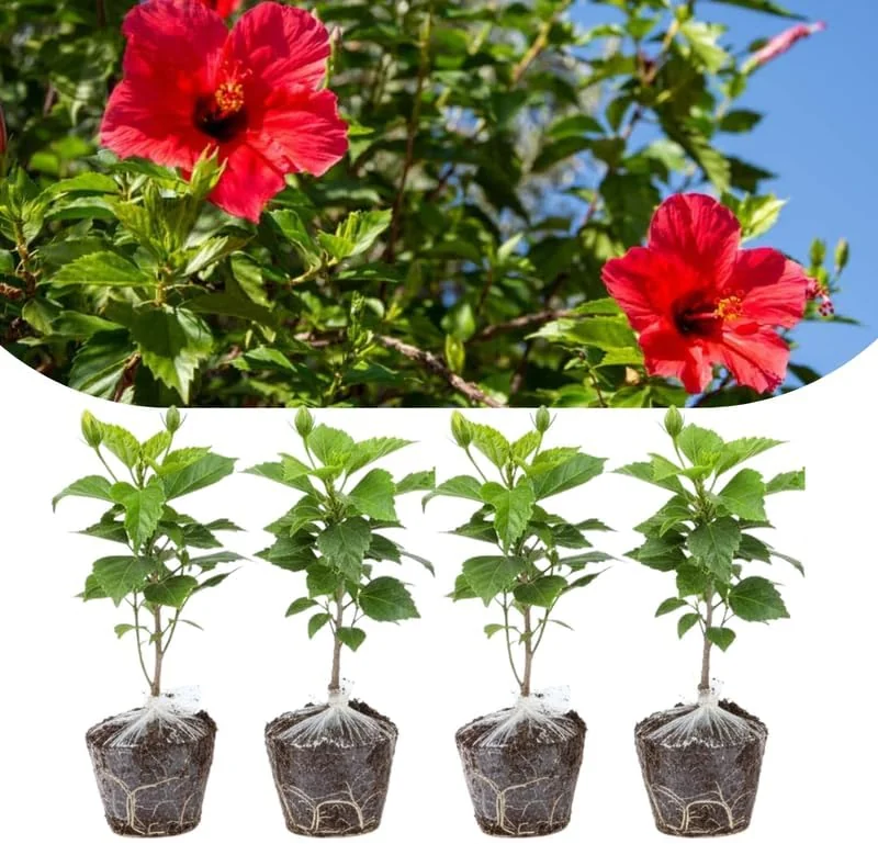 Set of 4 Deep Red Hibiscus Plants Live, Tropical Flowering Shrub, 4-8" Tall, Cold Hardy - Image 10