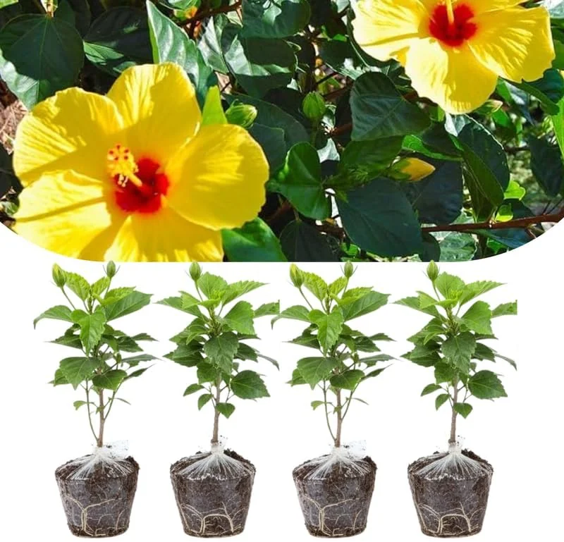 Set of 4 Deep Red Hibiscus Plants Live, Tropical Flowering Shrub, 4-8" Tall, Cold Hardy - Image 2