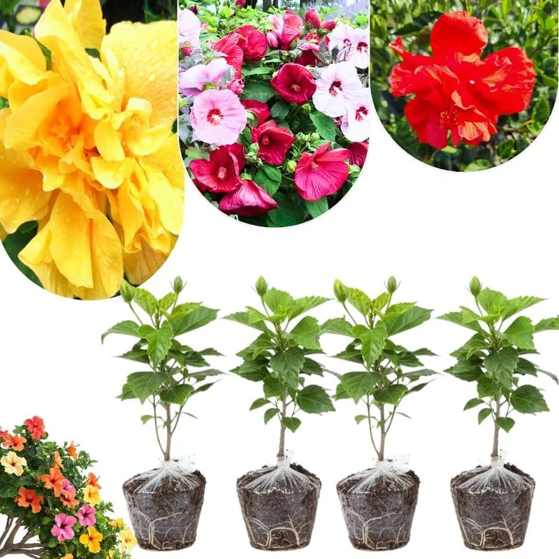 Set of 4 Deep Red Hibiscus Plants Live, Tropical Flowering Shrub, 4-8" Tall, Cold Hardy - Image 3