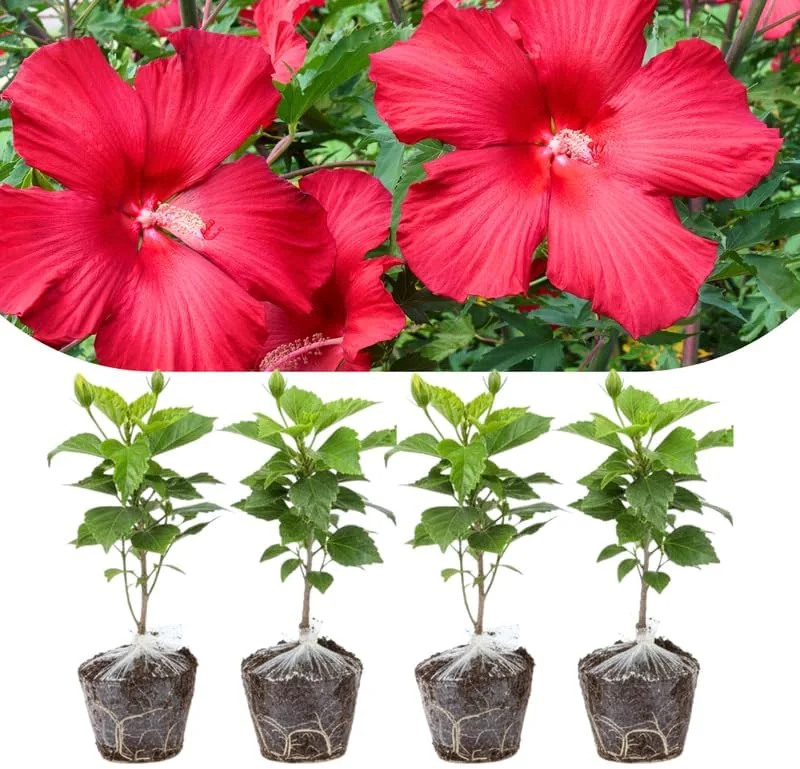 Set of 4 Deep Red Hibiscus Plants Live, Tropical Flowering Shrub, 4-8" Tall, Cold Hardy - Image 5