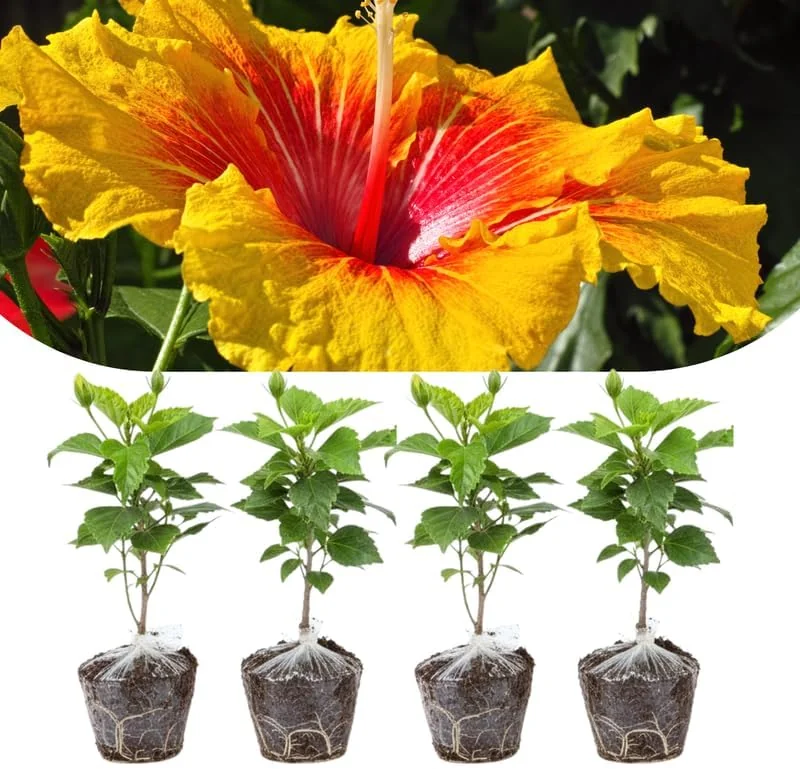 Set of 4 Deep Red Hibiscus Plants Live, Tropical Flowering Shrub, 4-8" Tall, Cold Hardy - Image 7