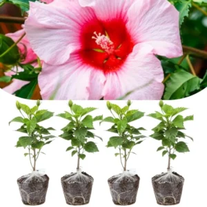 Set of 4 Deep Red Hibiscus Plants Live, Tropical Flowering Shrub, 4-8