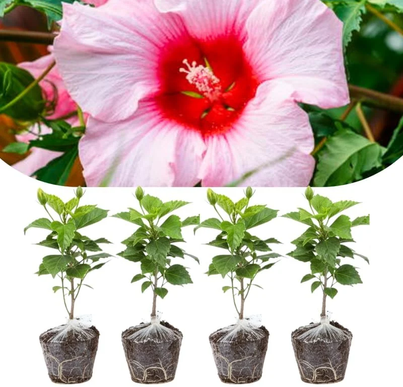 Set of 4 Deep Red Hibiscus Plants Live, Tropical Flowering Shrub, 4-8" Tall, Cold Hardy - Image 8