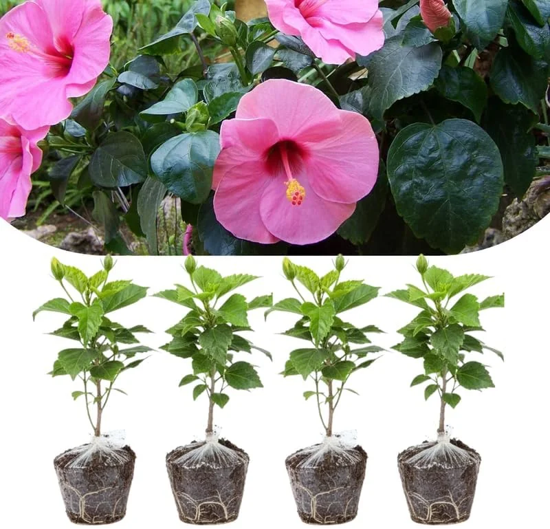 Set of 4 Deep Red Hibiscus Plants Live, Tropical Flowering Shrub, 4-8" Tall, Cold Hardy - Image 9