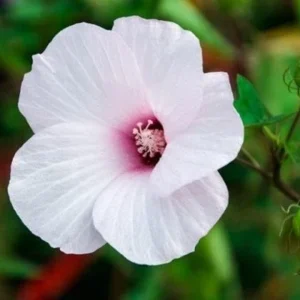 Swamp Rose Mallow Live Plant - Hardy Hibiscus Moscheutos - Well Rooted - Image 3