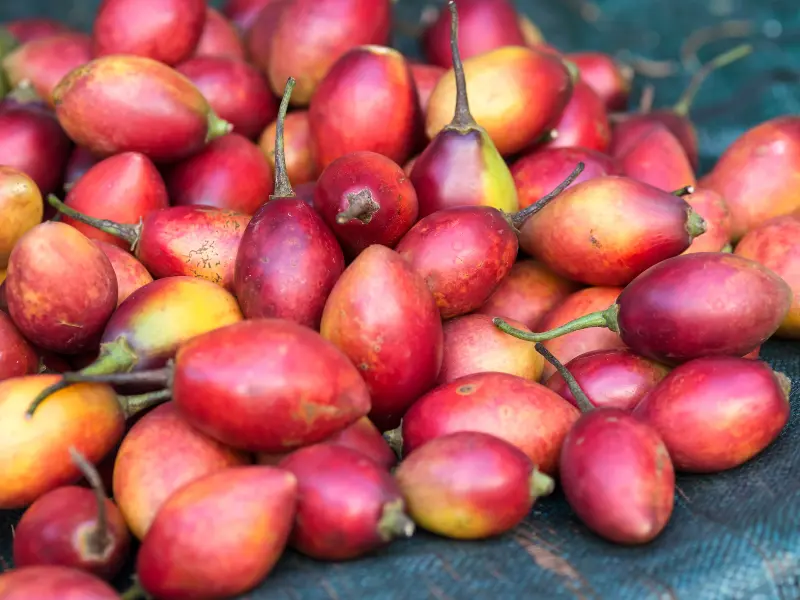 A large pile of harvested red and golden-orange tamarillo fruits with their long stems still attached.