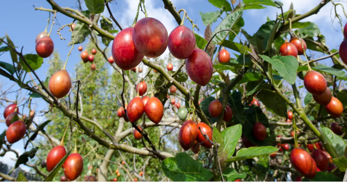 tamarillo tree
