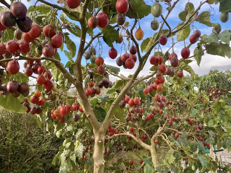 A mature tamarillo tree with large green leaves and clusters of red fruit hanging from the branches under a clear blue sky.