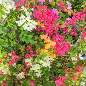 Three-Color Bougainvillea Tree Live Plant – 1-2 ft Tall in 3 Gallon Pot – Outdoor - Image 2