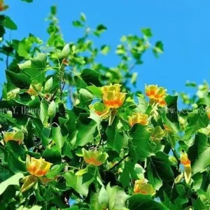 Tulip Tree Live Plant - Liriodendron Tulipifera - Up to 2 ft Tall - Outdoor Deciduous - Image 1