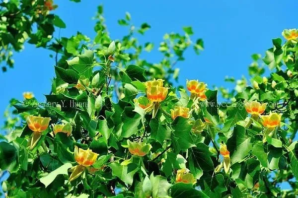 Tulip Tree Live Plant - Liriodendron Tulipifera - Up to 2 ft Tall - Outdoor Deciduous - Image 1