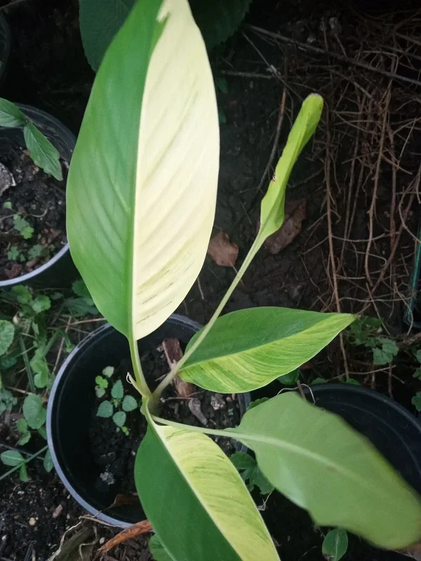 Variegated Banana Tree Live Plant - Yellow & Green Leaves, Tropical, Indoor/Outdoor - Image 1