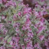 Variegated Weigela Live Plant - Weigela florida Shrub, Compact, Up to 2 ft - Image 1
