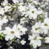 White Flowering Dogwood Tree Live Plant - Outdoor, Up to 2 ft Tall - Image 1