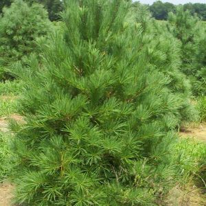white pine live plant