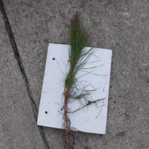 White Pine Live Plant – Pinus strobus Seedling – up to 10 Inches Tall – Outdoor Evergreen Tree - Image 2