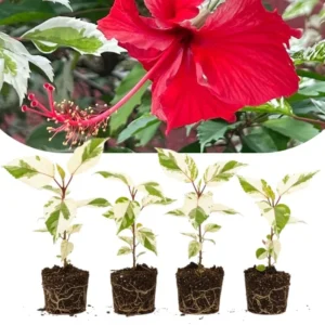 Set of 4 Deep Red Hibiscus Plants Live, Tropical Flowering Shrub, 4-8