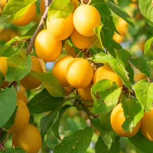 yellow plum