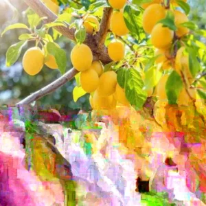 Yellow Plum Tree Live Plant - Rooted, Up to 2 ft Tall - Outdoor Fruit Tree - Image 1