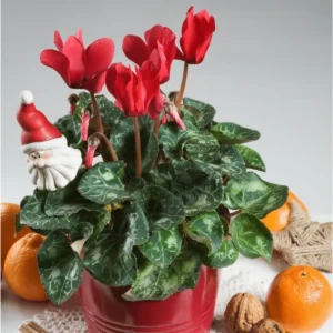 Red Cyclamen Live Plant - Hardy Flowers, Indoor/Outdoor, 4 Inch Pot - Image 6
