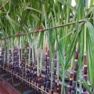 10 Purple Sugarcane Plant Cuttings - 1-2 Ft Long, Grow Your Own Sweet Cane - Image 2
