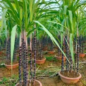 10 Purple Sugarcane Plant Cuttings - 1-2 Ft Long, Grow Your Own Sweet Cane - Image 3