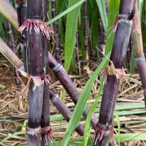10 Purple Sugarcane Plant Cuttings - 1-2 Ft Long, Grow Your Own Sweet Cane - Image 4