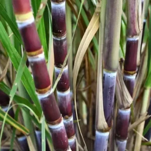 10 Purple Sugarcane Plant Cuttings - 1-2 Ft Long, Grow Your Own Sweet Cane - Image 5