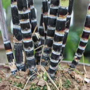 10 Purple Sugarcane Plant Cuttings - 1-2 Ft Long, Grow Your Own Sweet Cane - Image 6