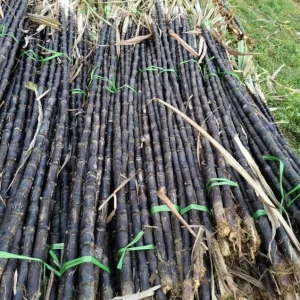10 Purple Sugarcane Plant Cuttings - 1-2 Ft Long, Grow Your Own Sweet Cane - Image 8