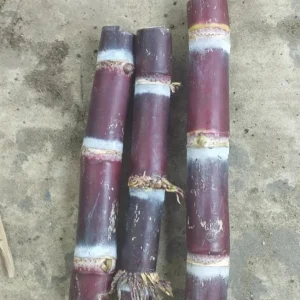 10 Purple Sugarcane Plant Cuttings - 1-2 Ft Long, Grow Your Own Sweet Cane - Image 9
