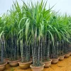 10 Purple Sugarcane Plant Cuttings - 1-2 Ft Long, Grow Your Own Sweet Cane - Image 1