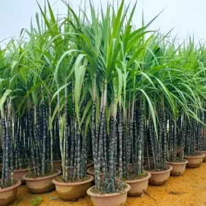 10 Purple Sugarcane Plant Cuttings - 1-2 Ft Long, Grow Your Own Sweet Cane - Image 1