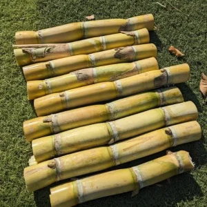 10 Yellow Sugarcane Plant Cuttings - Sweet Cane, 1-2 ft Live - Image 10