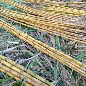 10 Yellow Sugarcane Plant Cuttings - Sweet Cane, 1-2 ft Live - Image 2