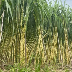 10 Yellow Sugarcane Plant Cuttings - Sweet Cane, 1-2 ft Live - Image 3