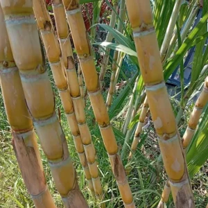 10 Yellow Sugarcane Plant Cuttings - Sweet Cane, 1-2 ft Live - Image 6