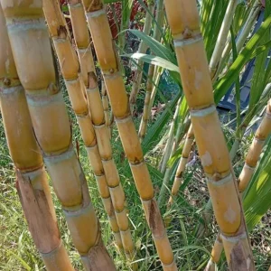 10 Yellow Sugarcane Plant Cuttings - Sweet Cane, 1-2 ft Live - Image 7