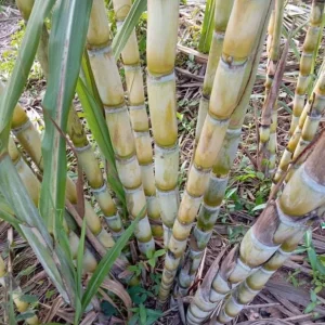10 Yellow Sugarcane Plant Cuttings - Sweet Cane, 1-2 ft Live - Image 9