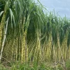 10 Yellow Sugarcane Plant Cuttings - Sweet Cane, 1-2 ft Live - Image 1