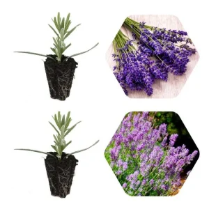 2 Lavender Phenomenal Plugs Live Plants - Aromatic Herb Starter, 1-3