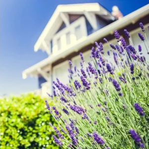 2 Lavender Phenomenal Plugs Live Plants - Aromatic Herb Starter, 1-3