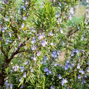 2 Rosemary Live Starter Plants - 2-3 Inch Tall, 5 Inch Pot - Indoor Outdoor Garden - Image 2
