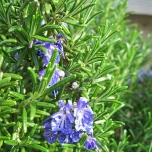 2 Rosemary Live Starter Plants - 2-3 Inch Tall, 5 Inch Pot - Indoor Outdoor Garden - Image 4