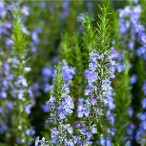 2 Rosemary Live Starter Plants - 2-3 Inch Tall, 5 Inch Pot - Indoor Outdoor Garden - Image 8