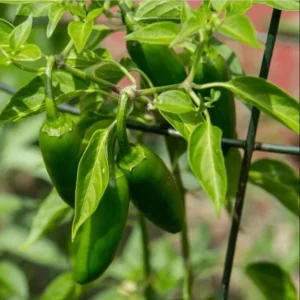 3 Jalapeno Live Starter Plants - Hot Pepper Plant for Outdoor Garden, 1-3 Inch Tall - Image 2