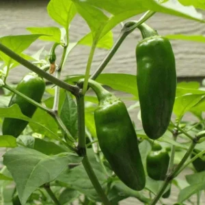 3 Jalapeno Live Starter Plants - Hot Pepper Plant for Outdoor Garden, 1-3 Inch Tall - Image 5