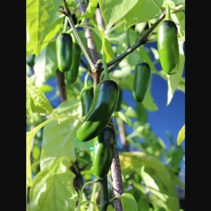 3 Jalapeno Live Starter Plants - Hot Pepper Plant for Outdoor Garden, 1-3 Inch Tall - Image 6
