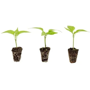 3 Jalapeno Live Starter Plants - Hot Pepper Plant for Outdoor Garden, 1-3 Inch Tall - Image 8