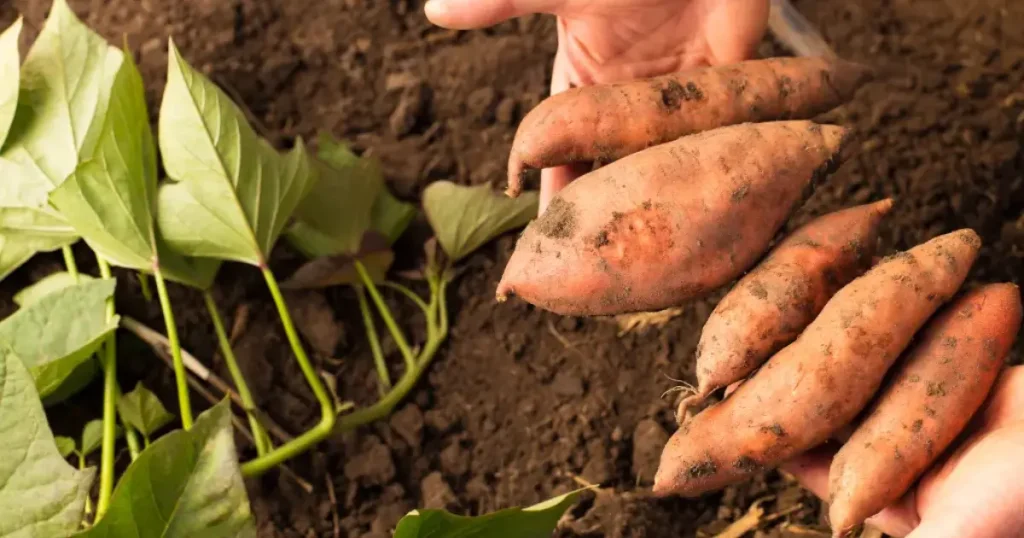 Beauregard Sweet Potato from slips